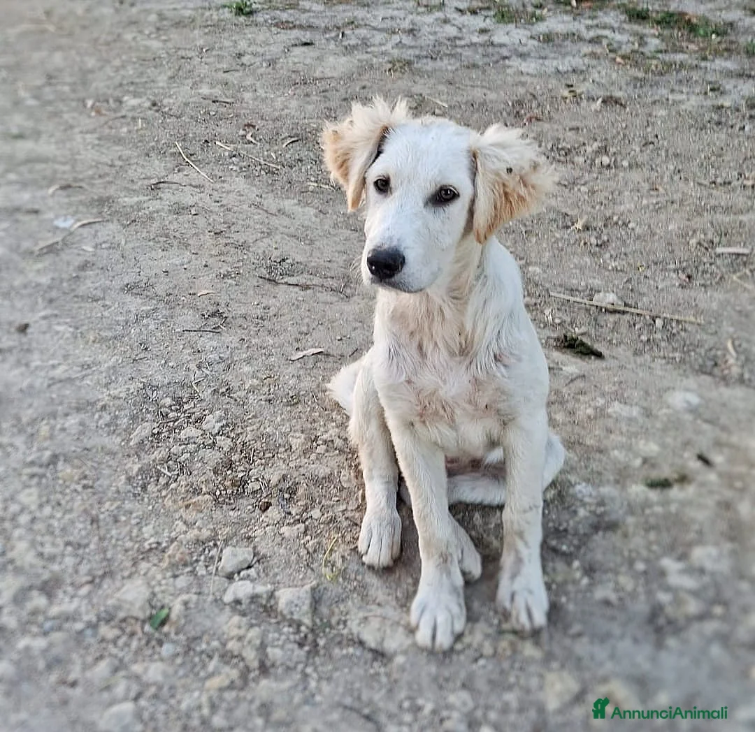 Meticcio cani in regalo: FESA 🩷 sveglia, curiosa e piena di vita - Annuncio 6
