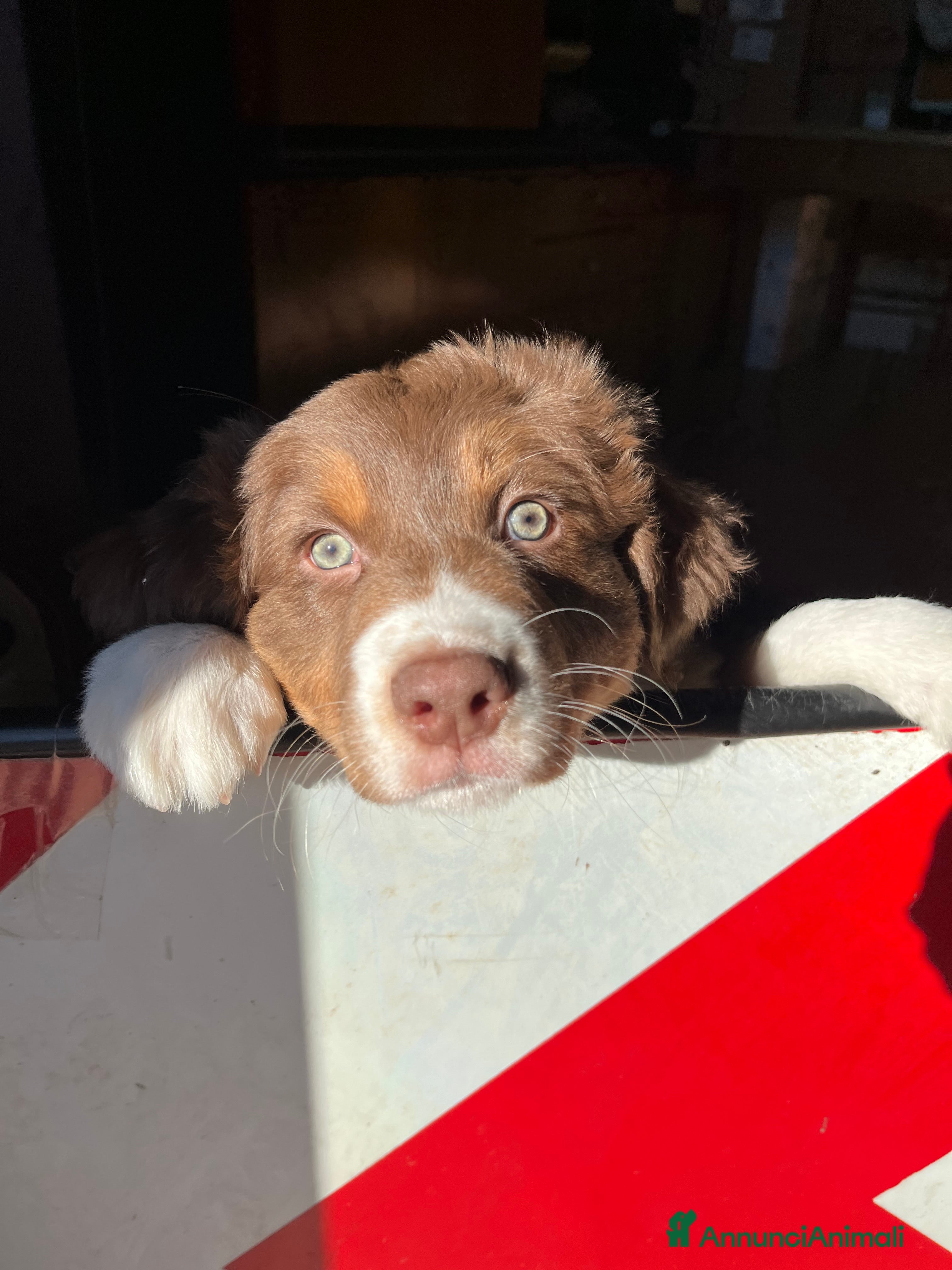 Australian Shepherd cani Cucciolo di Australian Shepherd - Annuncio 2