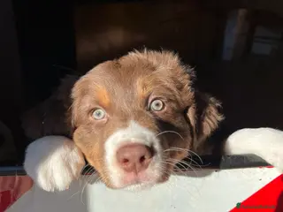 Australian Shepherd cani Cucciolo di Australian Shepherd - Annuncio 10