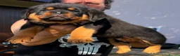 Rottweiler cani in vendita: Imponente maschio rottweiler pedigree enci - Annuncio 2