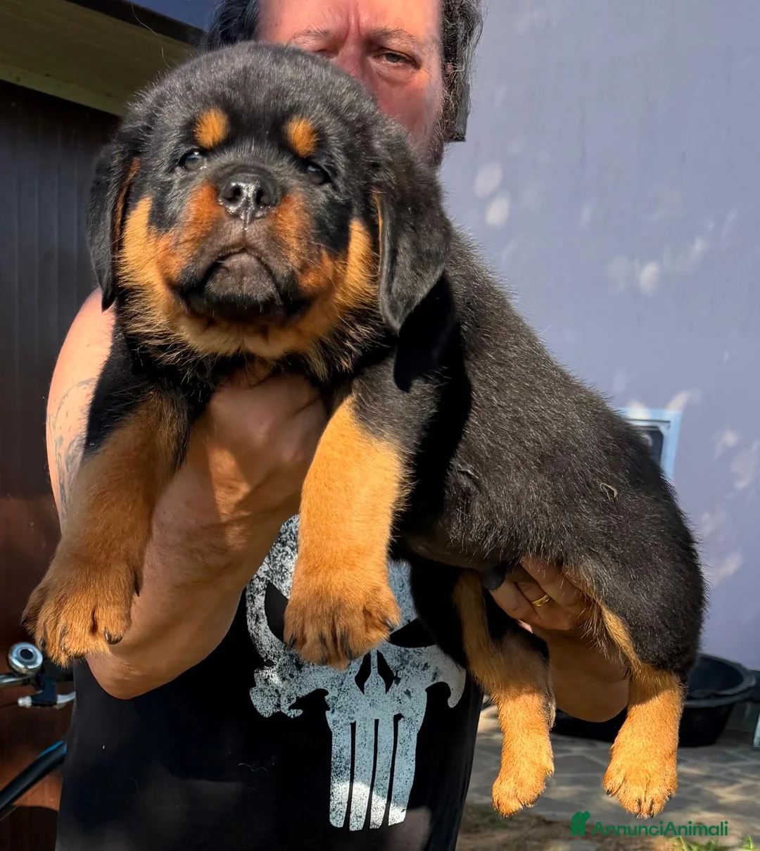 Rottweiler cani in vendita: Imponente maschio rottweiler pedigree enci - Annuncio 2