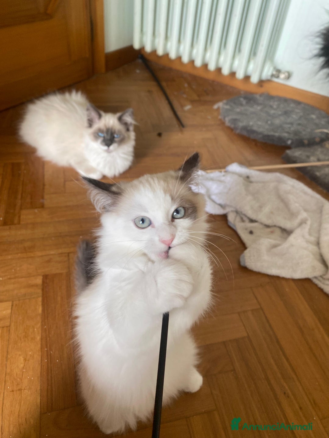 Siberiano gatti in vendita: Gatti cuccioli Siberiani ipoallergenici a Provincia di Forlì-Cesena - Immagine 7