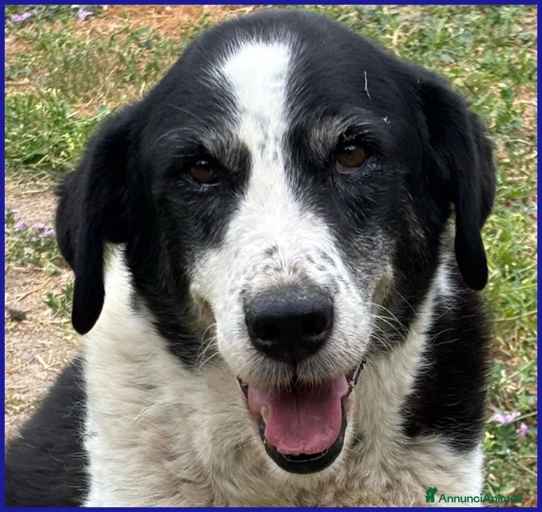 Meticcio cani in regalo: CHIANINA nonnina giocosa ed allegra - Annuncio 1