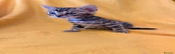 Bengala gatti in vendita: Cuccioli di Bengala - Annuncio 2