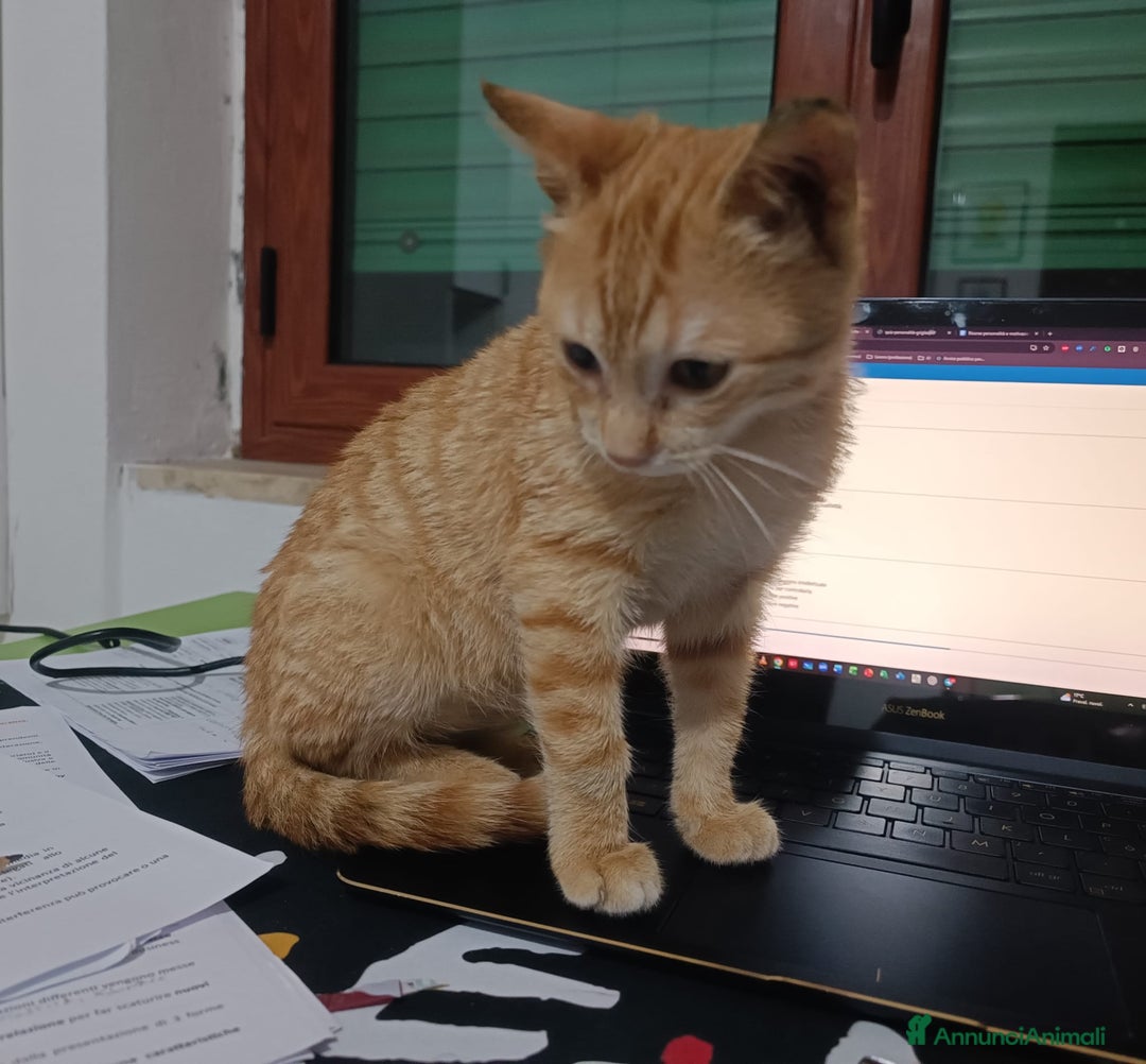 Altre razze gatti in regalo: GATTINI - Annuncio 7