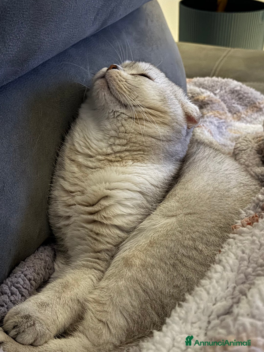 Scottish gatti per accoppiamento: Cerco femmina scottish straight per accoppiamento - Annuncio 7