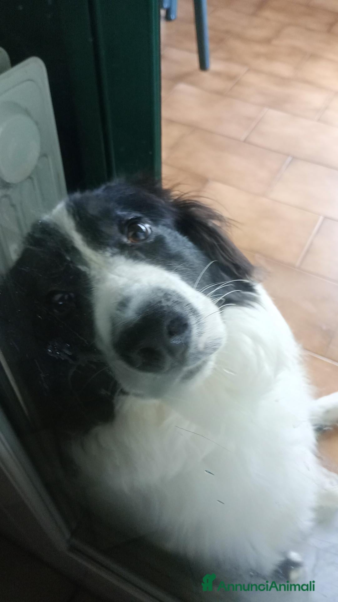 Border Collie cani Vendo border colli - Annuncio 21