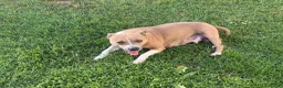 Staffordshire cani in vendita: Stupendi Staffy - Annuncio 1