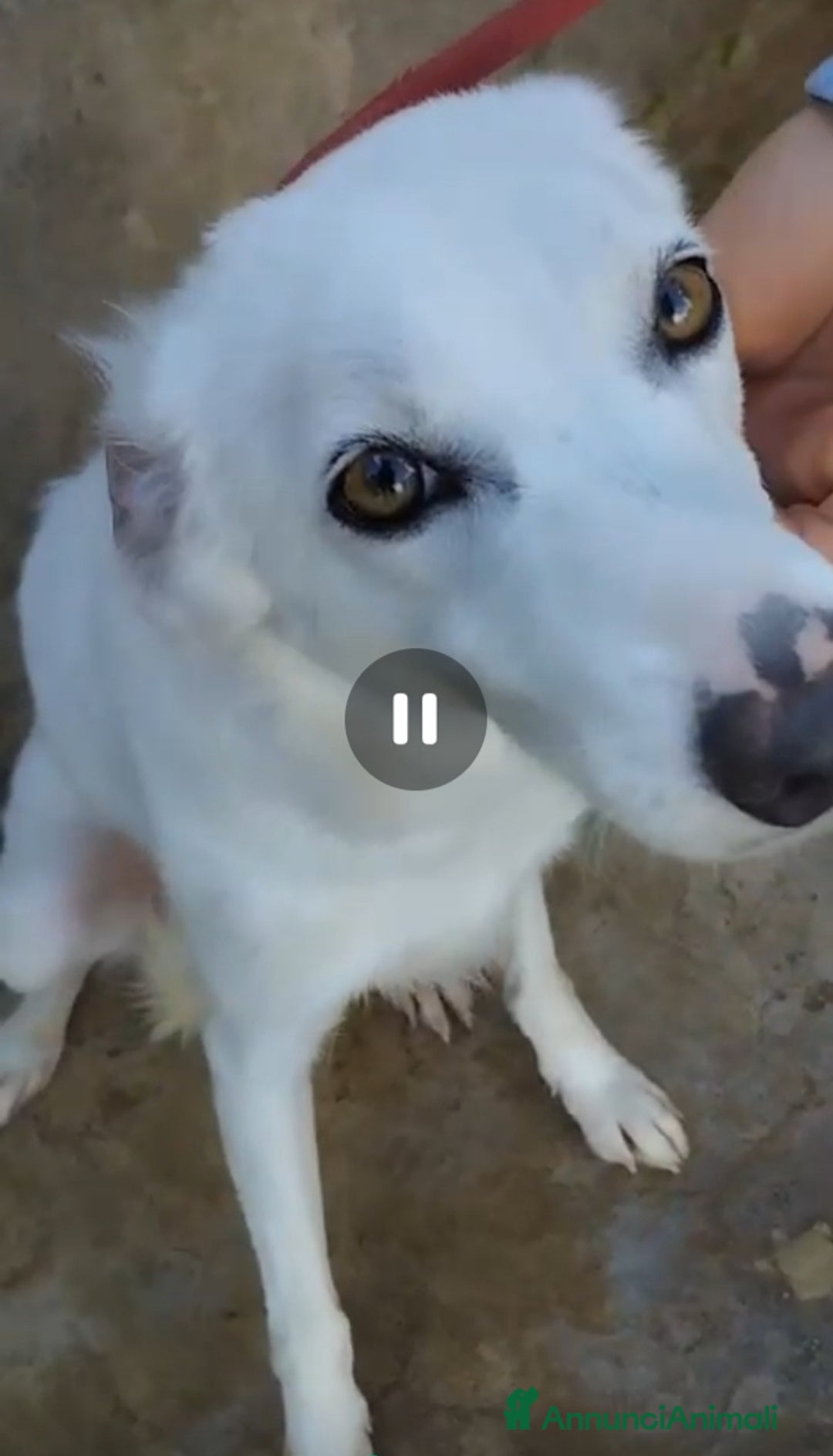 Meticcio cani in regalo: Bianca e grandi occhioni..torna in strada!PALERM0 a Città metropolitana di Milano - Annuncio 6