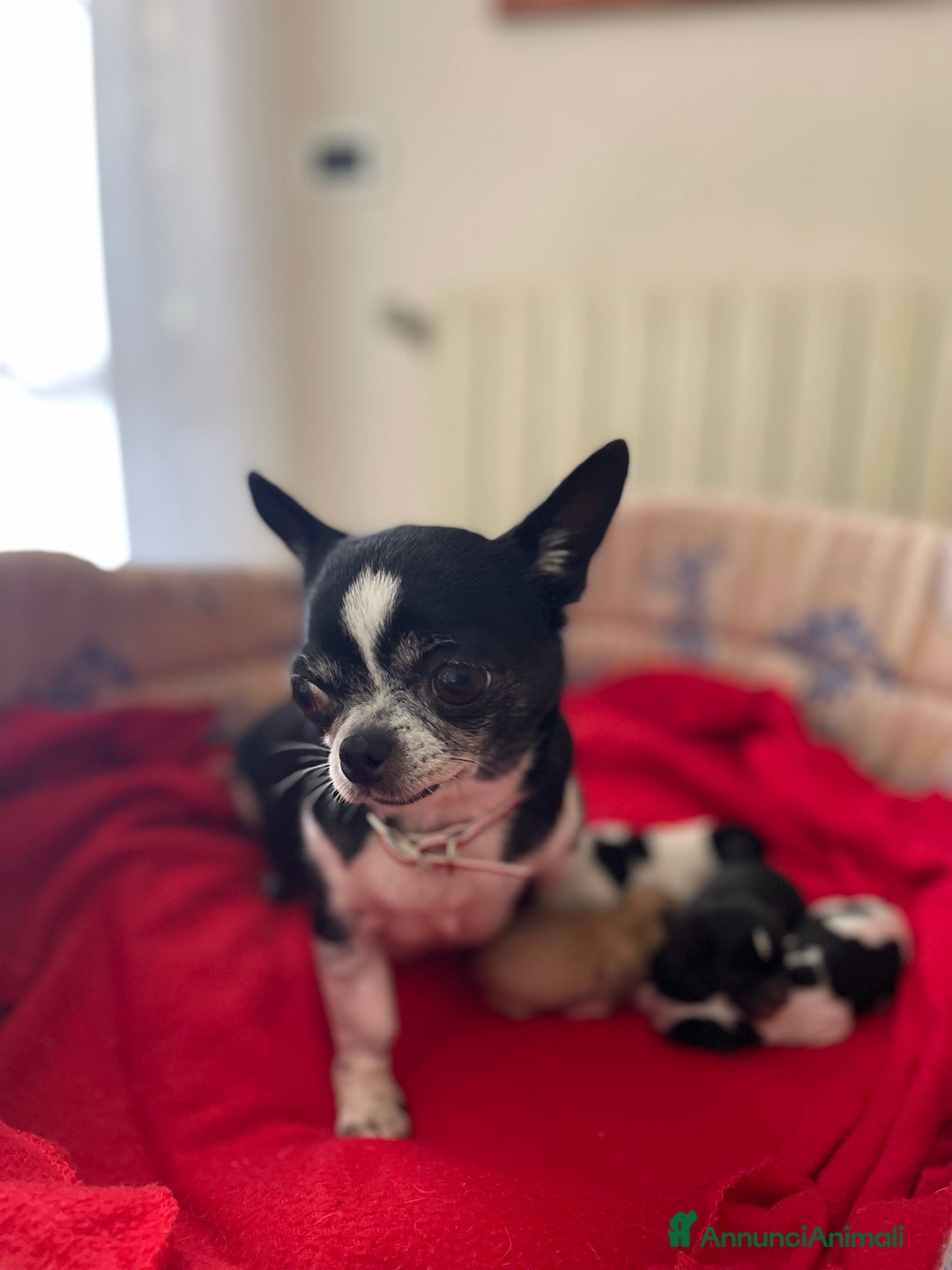 Chihuahua cani in vendita: Cuccioli di Chihuahua   a Provincia di Massa e Carrara - Immagine 8