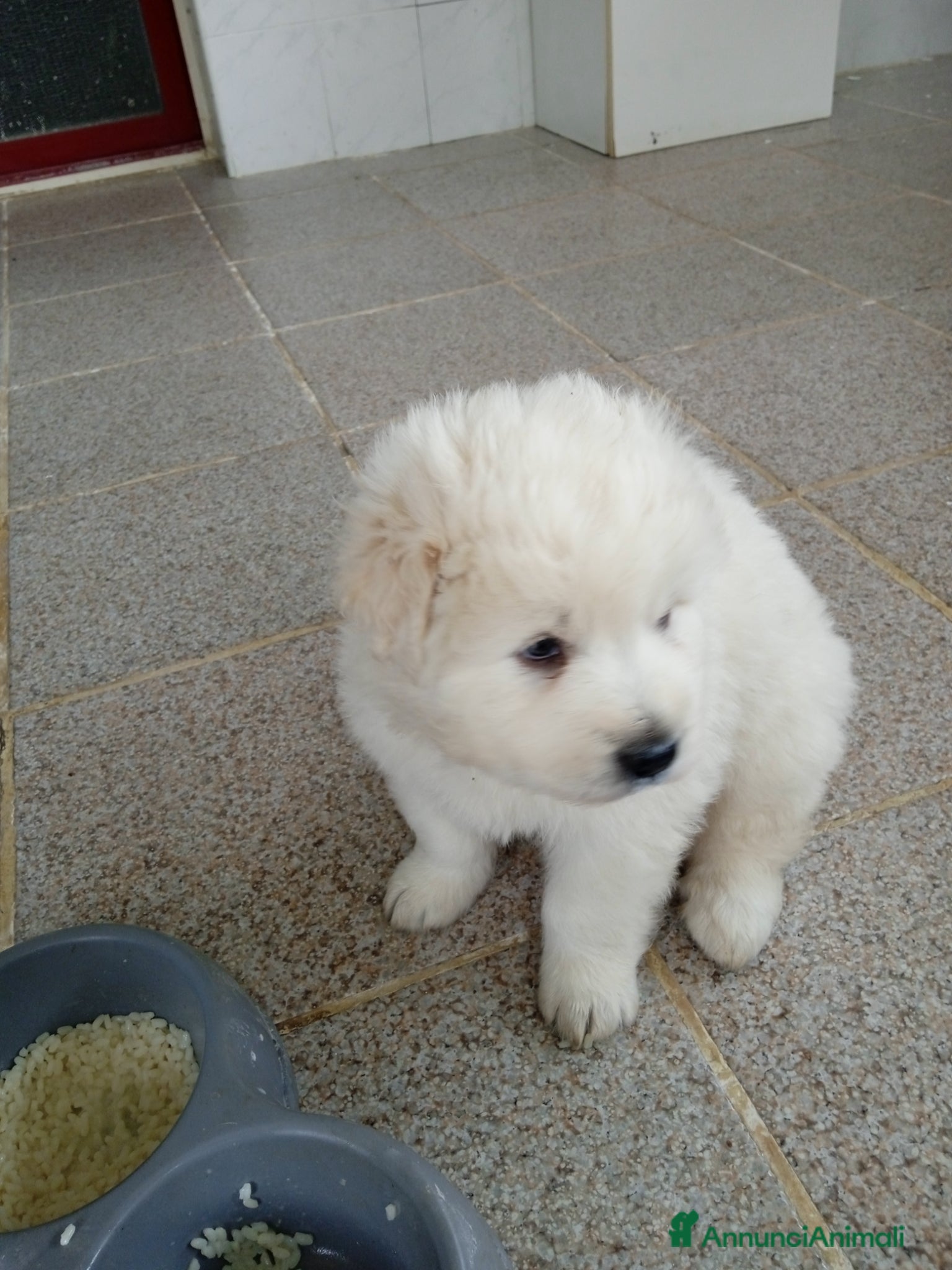 Pastore Maremmano cani CUCCIOLI DI MAREMMANO CERCANO UNA CASA - Annuncio 37