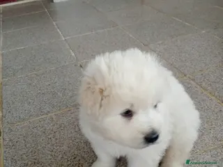 Pastore Maremmano cani CUCCIOLI DI MAREMMANO CERCANO UNA CASA - Annuncio 37