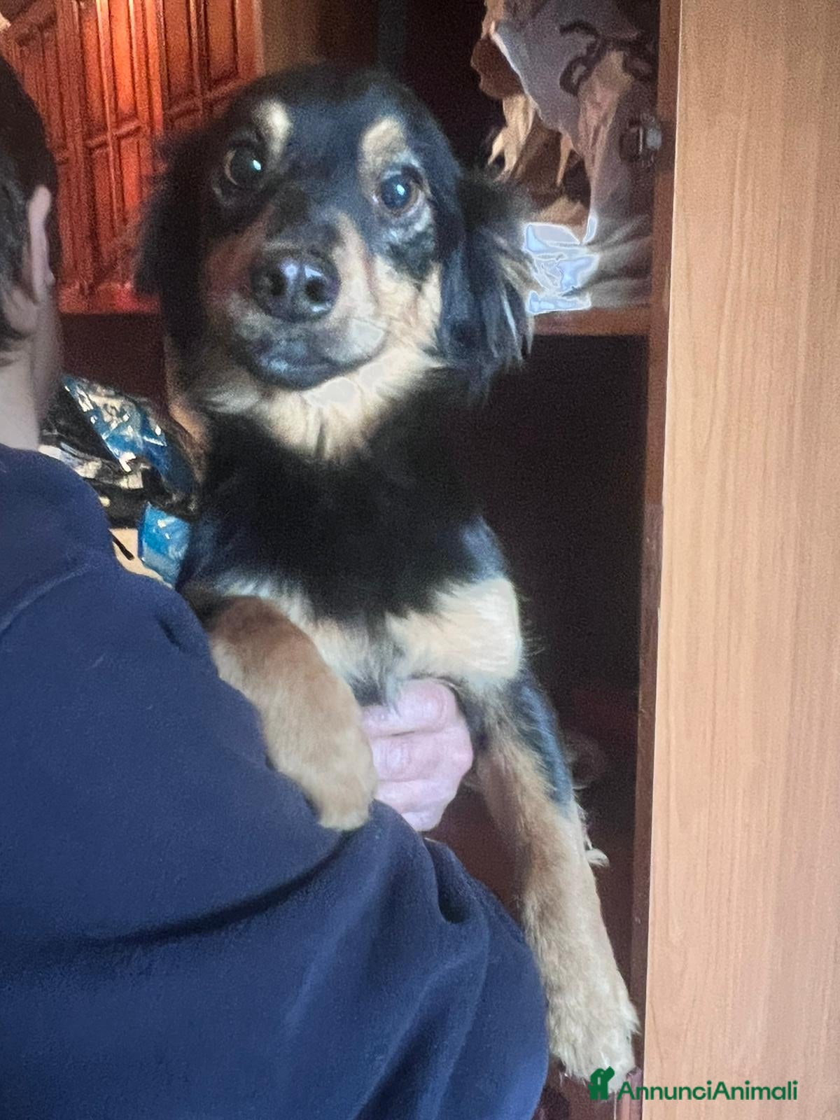 Meticcio cani CAGNOLINO TG P - Annuncio 3