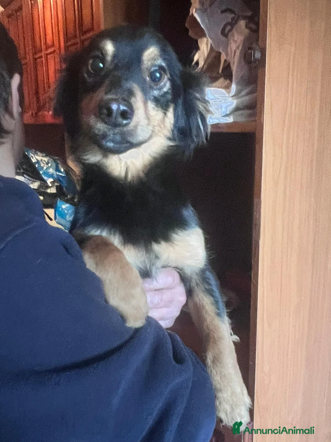 Meticcio cani in regalo: CAGNOLINO TG P - Annuncio 1