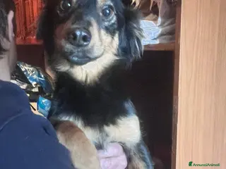 Meticcio cani CAGNOLINO TG P - Annuncio 3