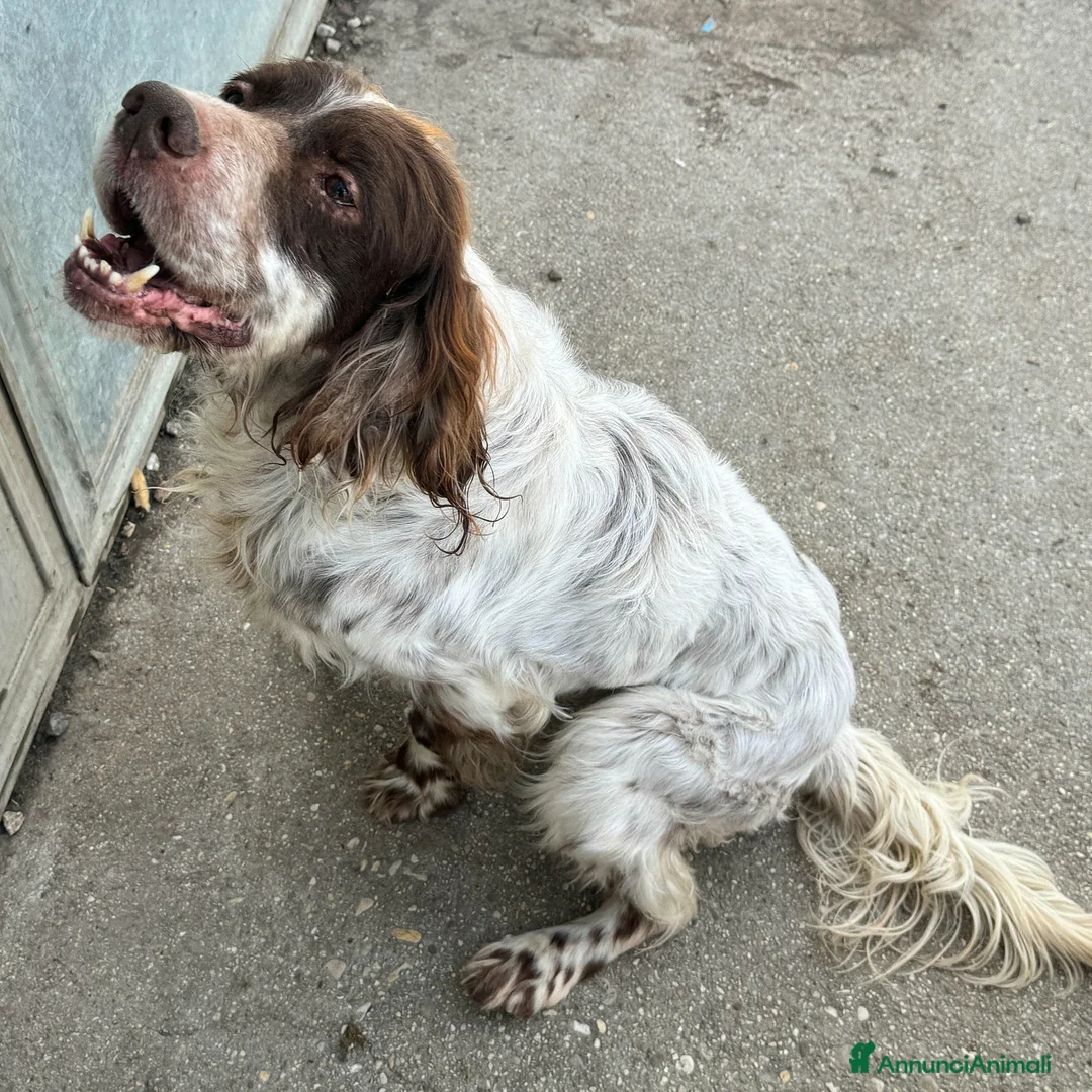 Setter Inglese cani in regalo: Rocco 11 anni setter inglese  - Annuncio 3