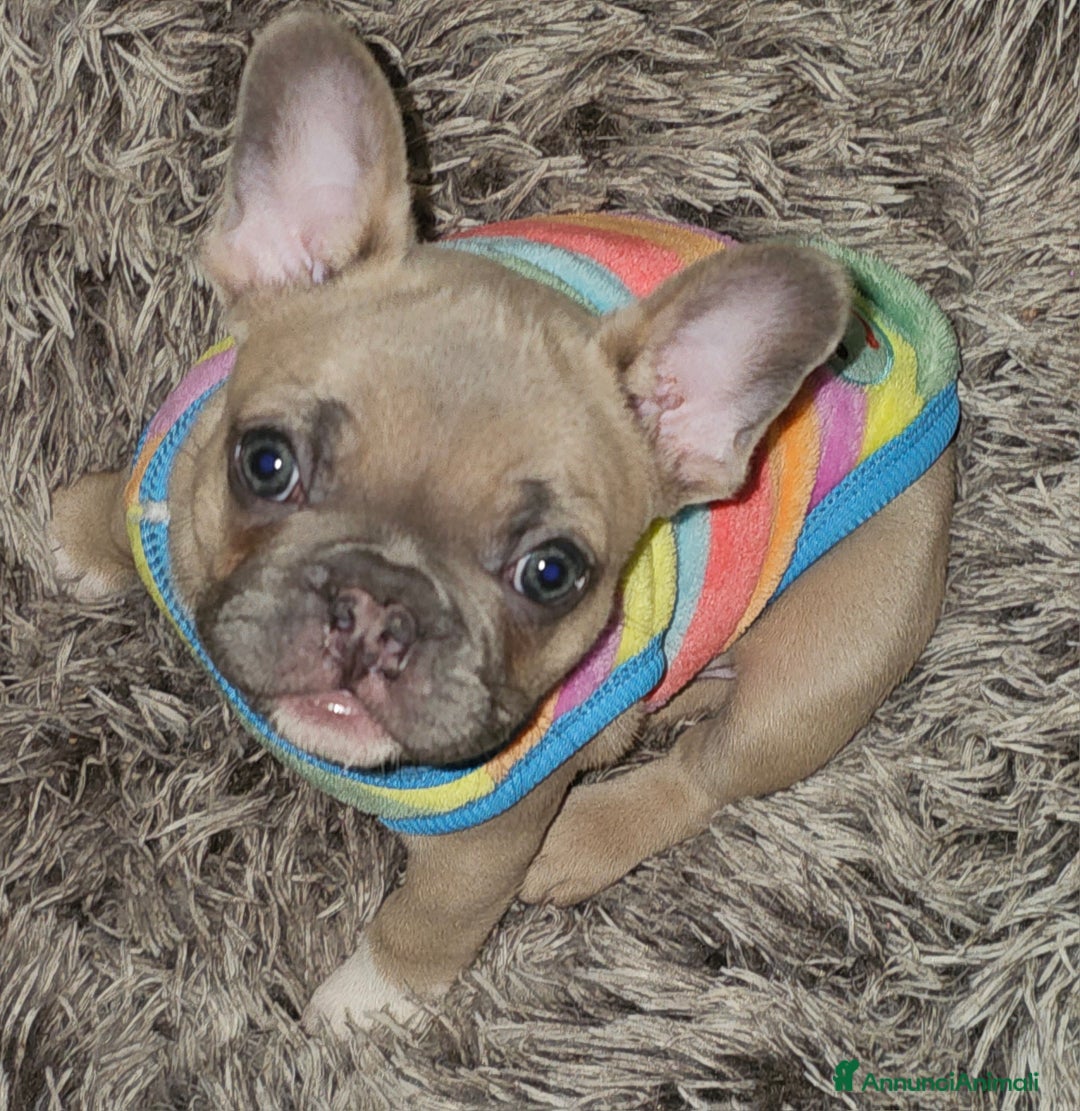 Bulldog Francese cani in vendita: Cuccioli buldog francese! - Annuncio 8