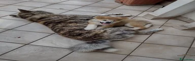 Akita Inu Cucciolo 2