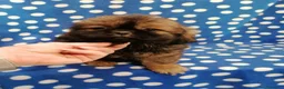 Tibetan Spaniel cani in vendita: Tibetan Spaniel cuccioli - Annuncio 2