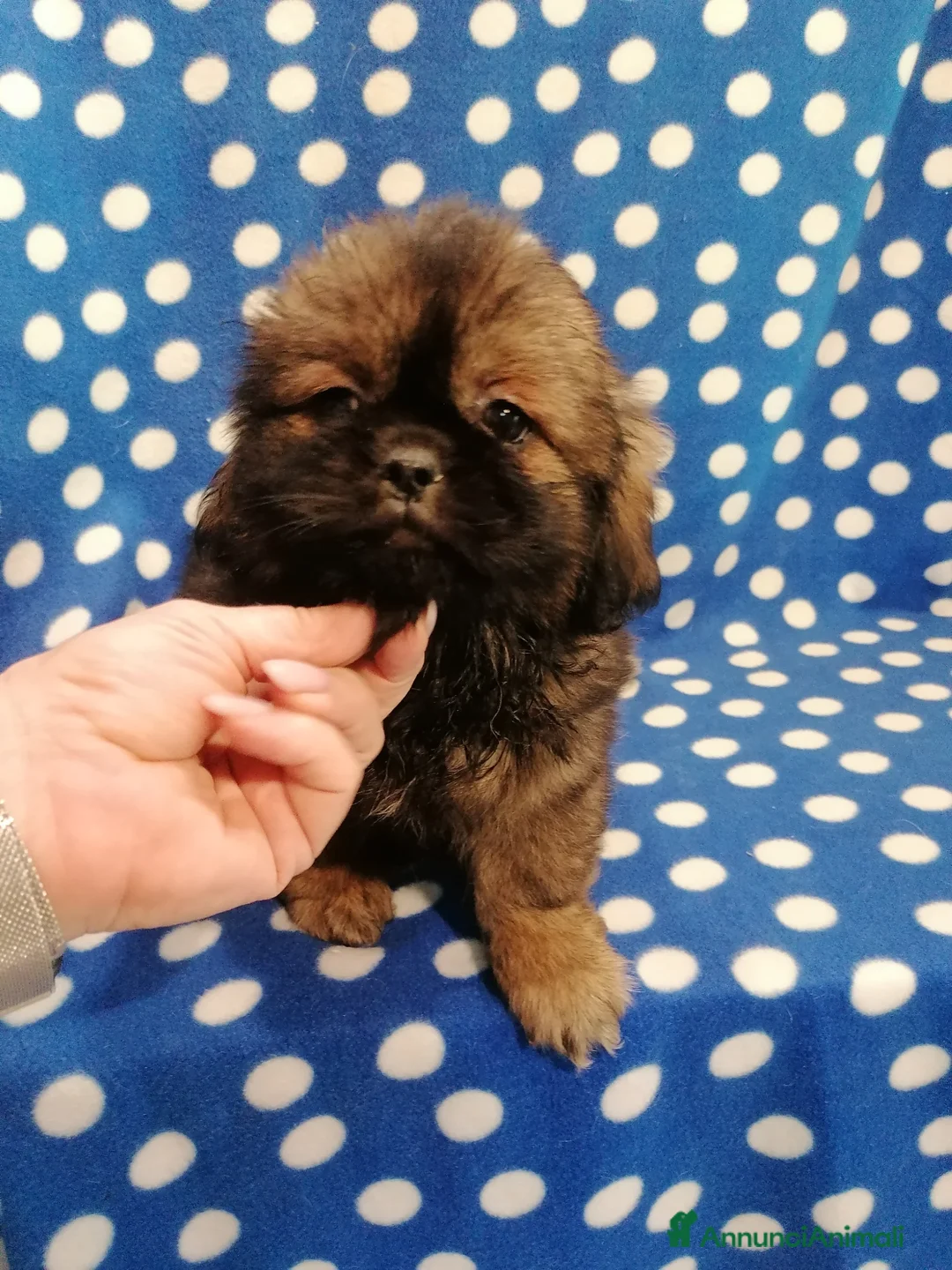 Tibetan Spaniel cani in vendita: Tibetan Spaniel cuccioli - Annuncio 2
