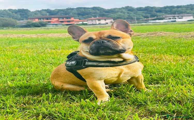 Bulldog Francese cani a Provincia di Como - Annuncio 1