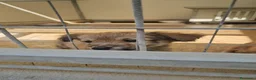 Meticcio cani in regalo: Mughetto, Ciclamino e Tiglio: maschietti 3 mesi - Annuncio 11