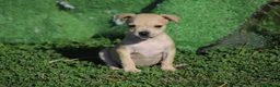 Pitbull cani in vendita: Cuccioli Pit Bull con Pedigree anche a rate - Annuncio 37