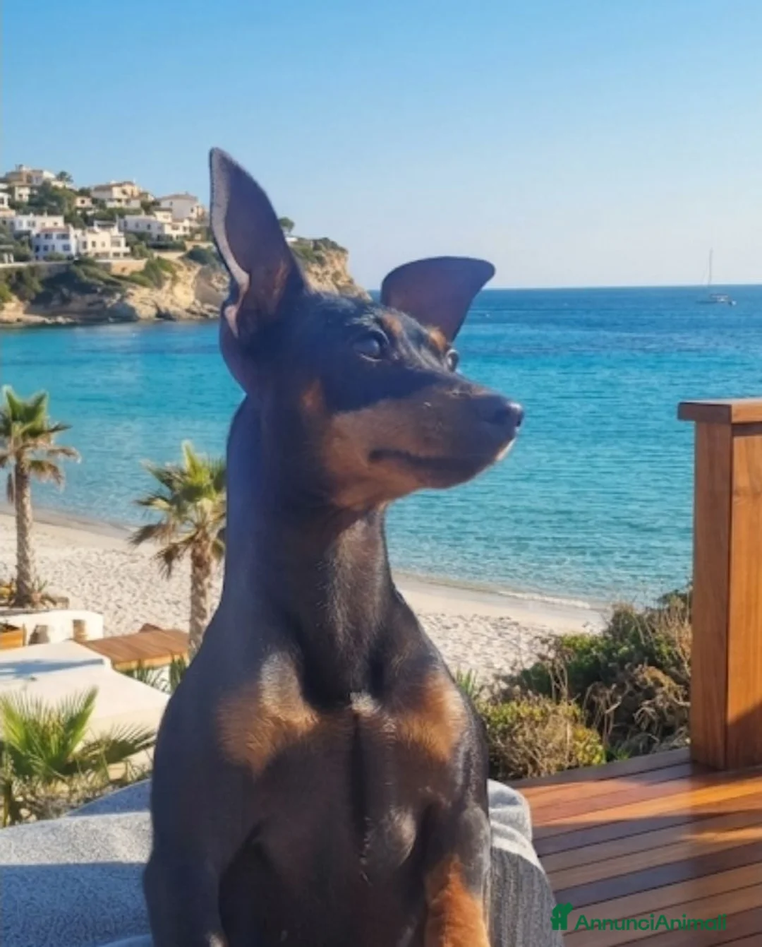 Pinscher Miniatura cani in vendita: Pinscher miniatura purissimi  a Provincia di Latina - Annuncio 8