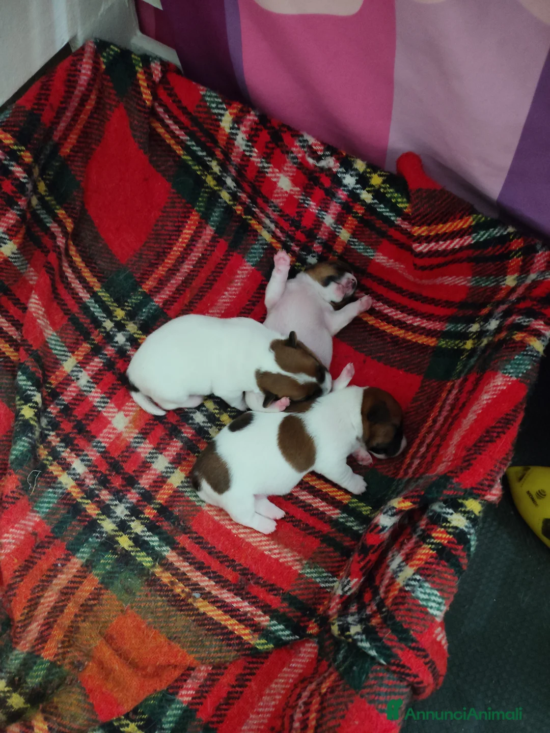 Jack Russell cani in vendita: Jack Russel  - Annuncio 1