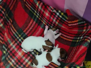 Jack Russell cani Jack Russel - Annuncio 1