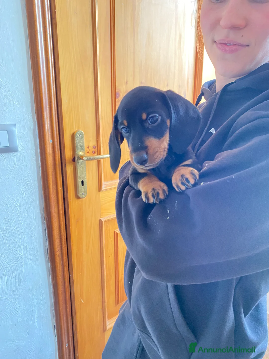 Bassotto cani in vendita: Bassotto nano tedesco  - Annuncio 2