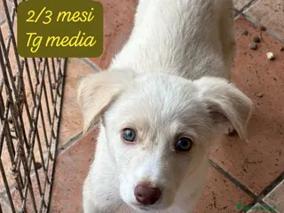 Meticcio cani Cuccioli, non hanno chiesto di nascere! - Annuncio 3