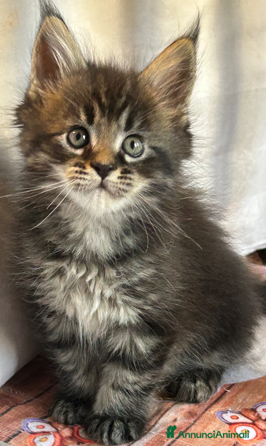 Maine Coon gatti in vendita: Maschietto Maine Coon  - Annuncio 1