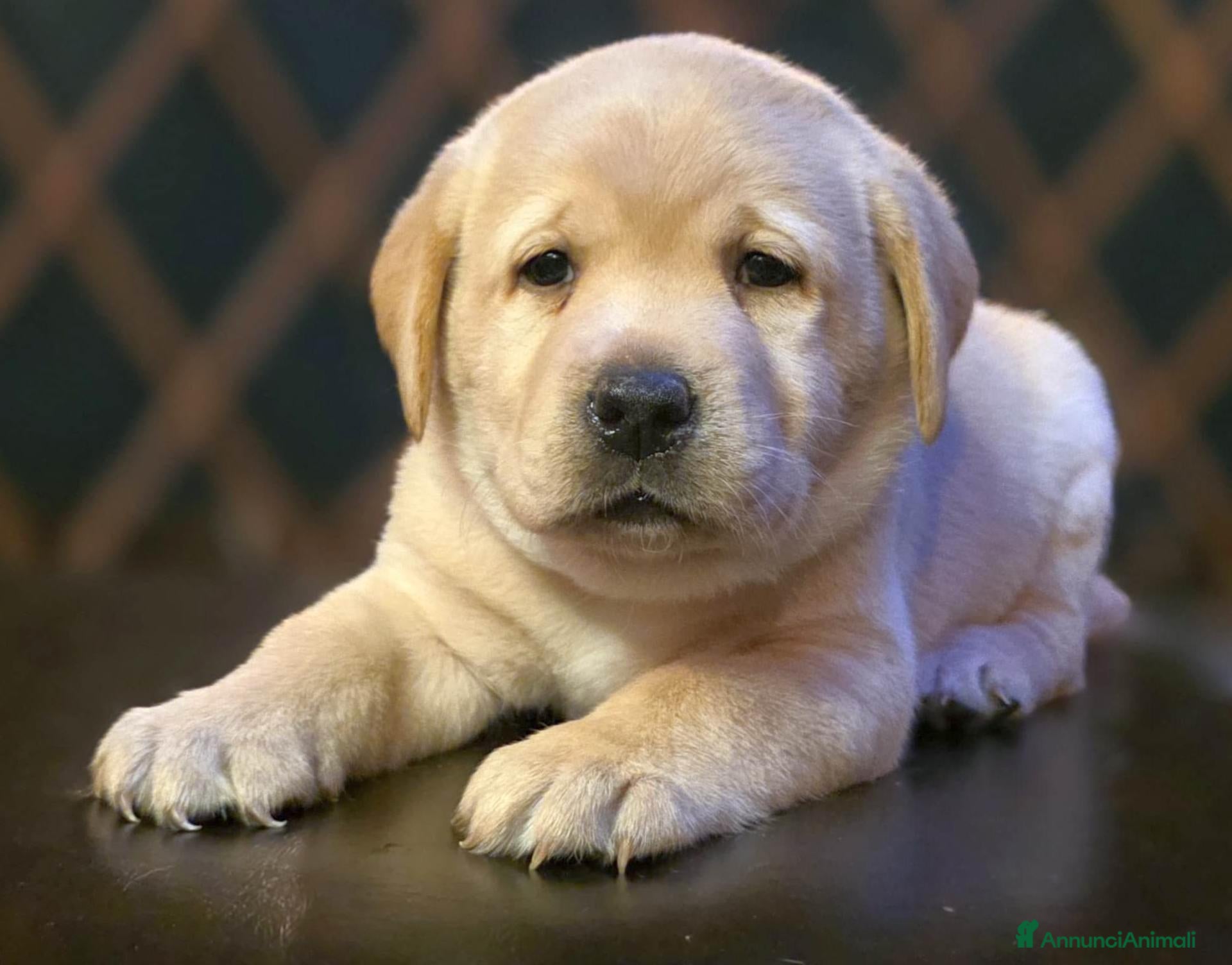 Labrador cani LABRADOR CUCCIOLE - Annuncio 2