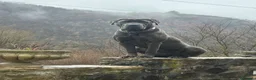 Cane Corso cani in vendita: Cuccioli di cane corso a Provincia di Terni - Annuncio 2