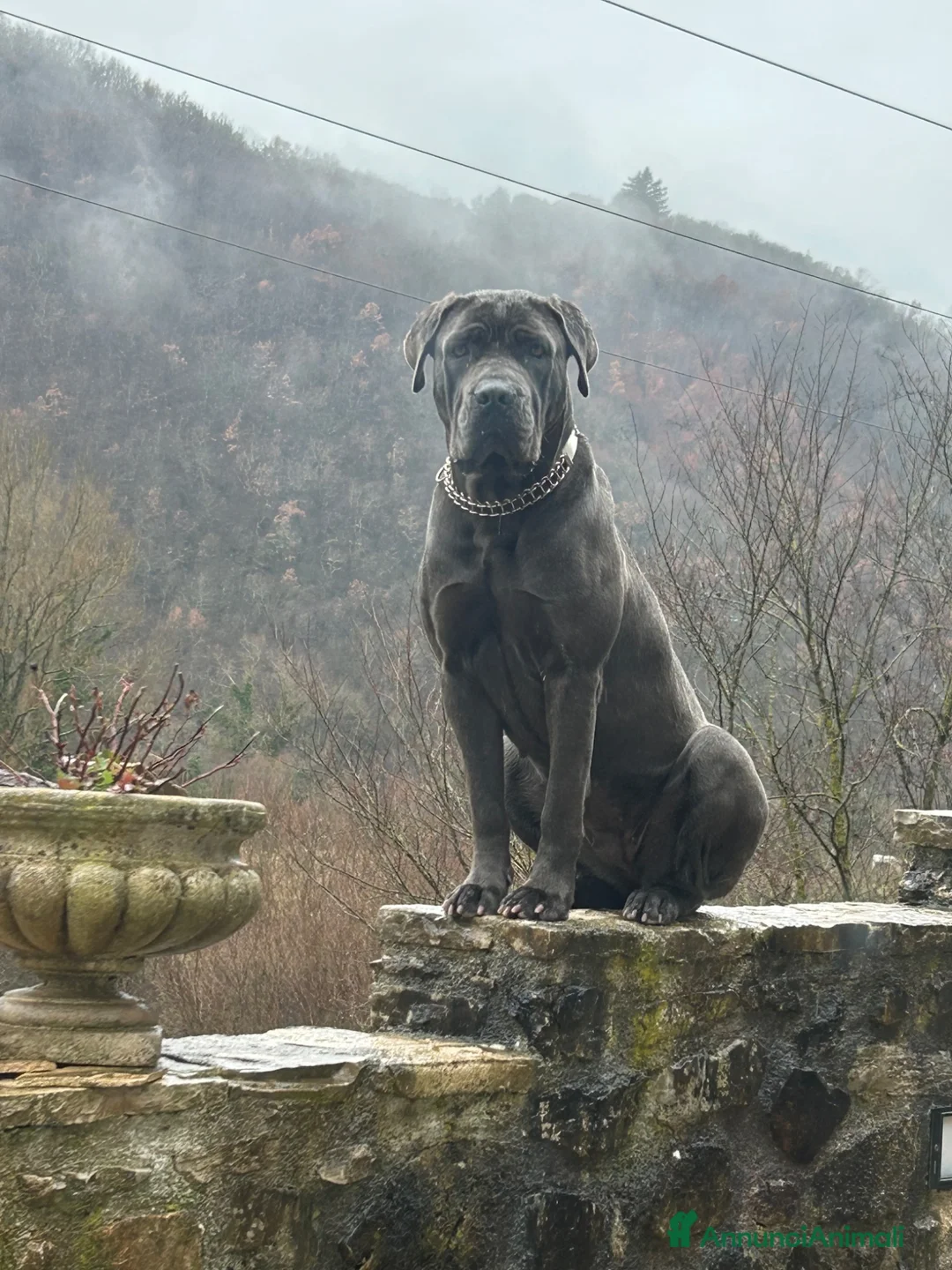 Cane Corso cani in vendita: Cuccioli di cane corso a Provincia di Terni - Annuncio 2