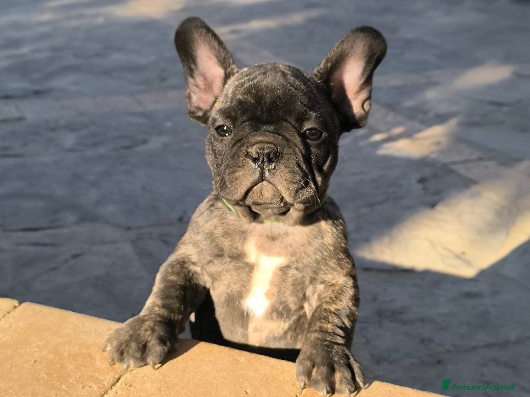 Bulldog Francese cani in vendita: Bulldog francese cuccioli enci a Provincia di Salerno - Annuncio 11