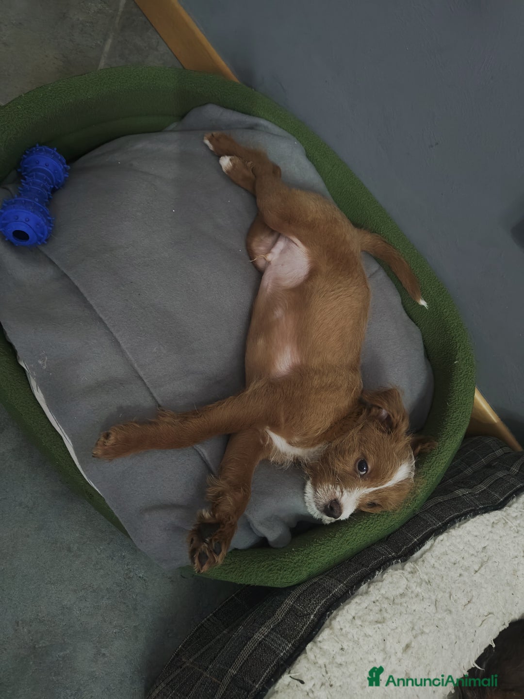 Meticcio cani in regalo: Regalo cuccioli di cane taglia piccola - Annuncio 1