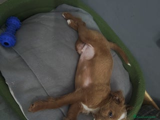 Meticcio cani Regalo cuccioli di cane taglia piccola - Annuncio 1