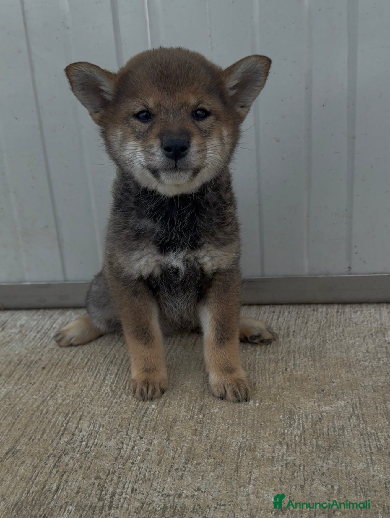Shiba Inu cani in vendita: Cuccioli di Shiba Inu sesamo con pedigree Enci  - Annuncio 5