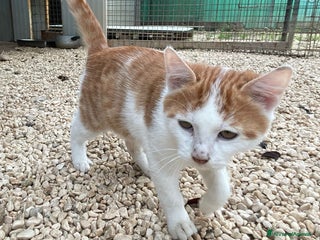 Meticcio gatti IL PICCOLO POOH - Annuncio 3