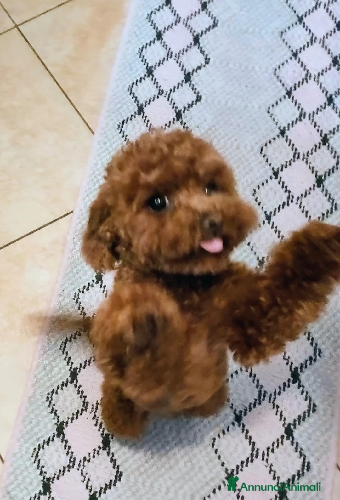 Barboncino Toy cani per accoppiamento: Kiko  a Provincia di Forlì-Cesena - Annuncio 1