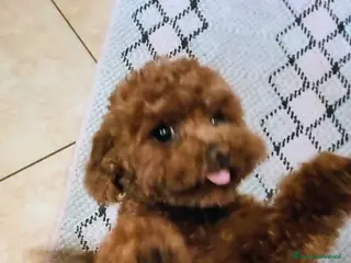 Barboncino Toy cani Kiko - Annuncio 3