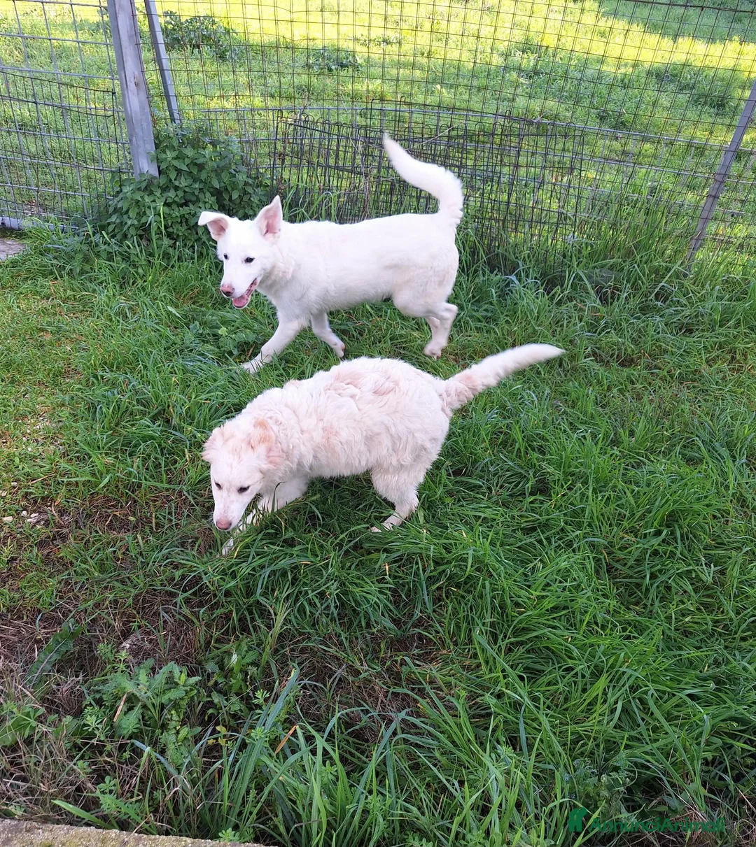 Meticcio cani in regalo: Erik stupendo mix pastore svizzero in adozione  - Annuncio 7