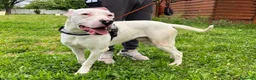 Dogo Argentino cani in regalo: ALBINO DOGO - Annuncio 7
