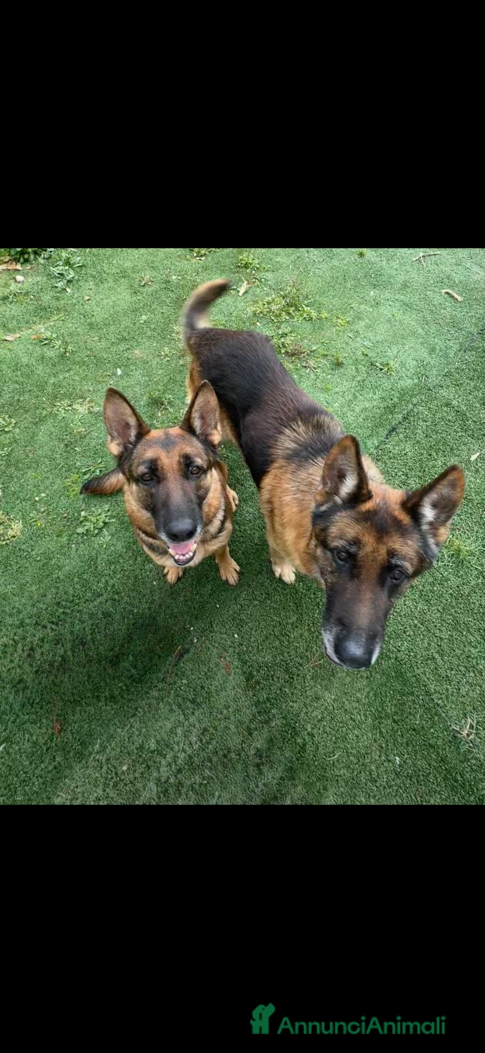 Pastore Tedesco cani cuccioli di pastore tedesco originali disponibili  - Annuncio 11