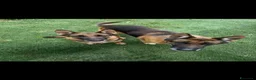 Pastore Tedesco cani in vendita: cuccioli di pastore tedesco originali disponibili  a Provincia di Cosenza - Annuncio 1