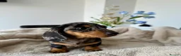 Bassotto cani in vendita: Bassotti Nani - Annuncio 1
