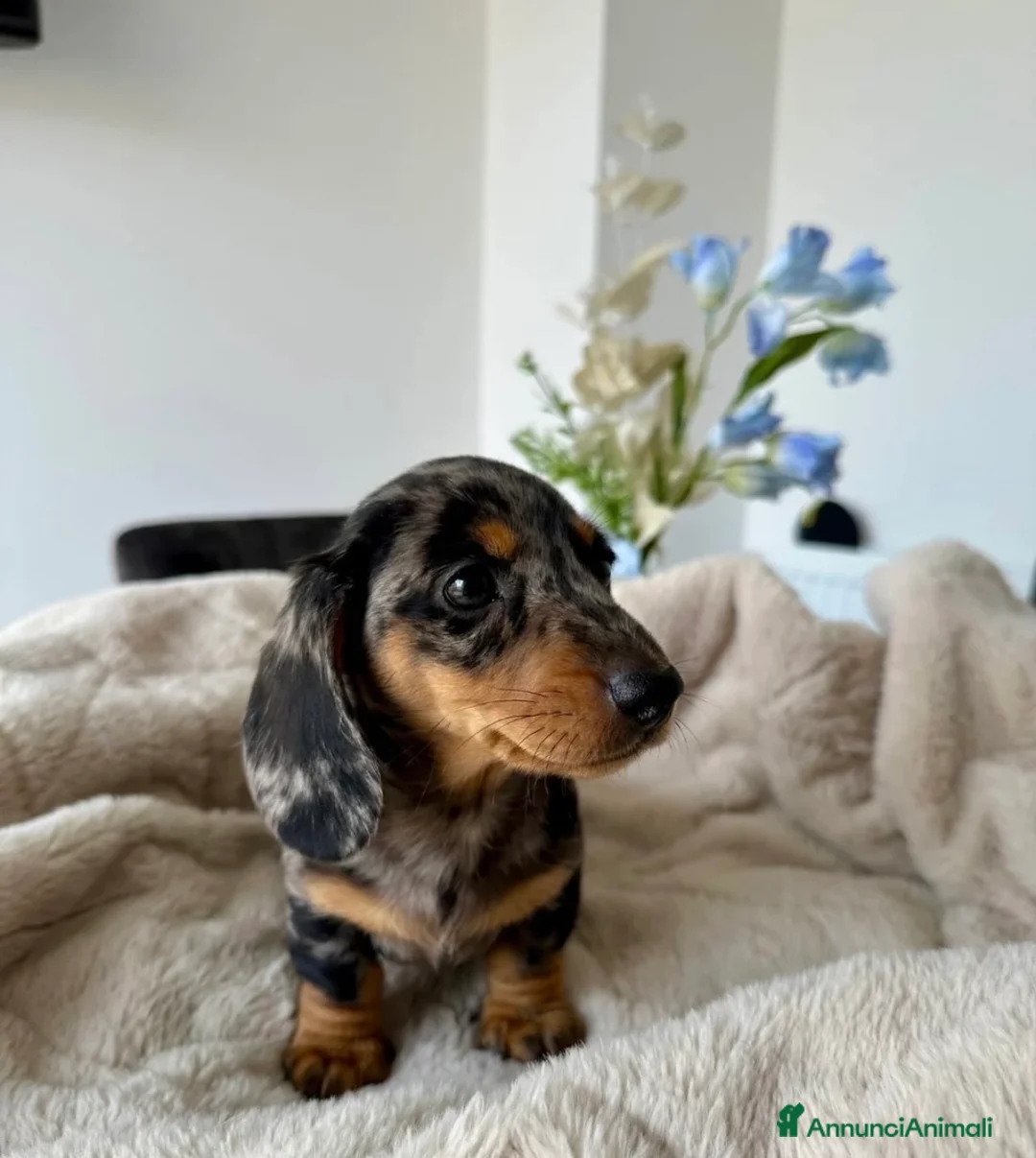 Bassotto cani in vendita: Bassotti Nani - Annuncio 1