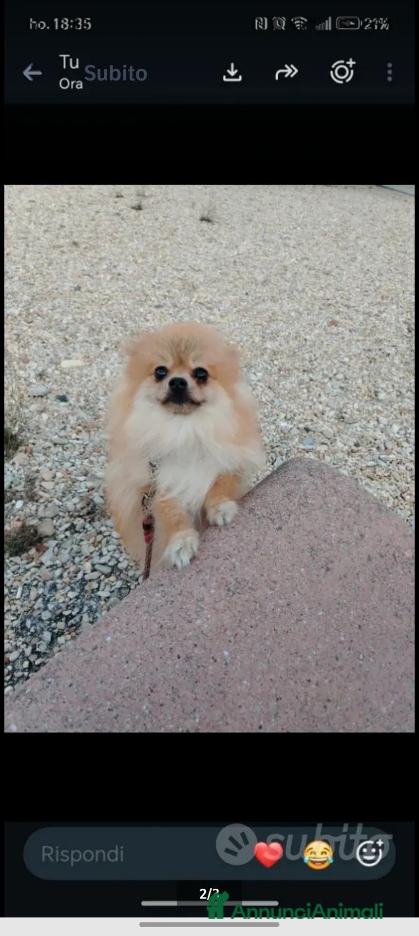 Spitz cani VOLPINO SPITZ CON PEDIGREE ENCI - Annuncio 1